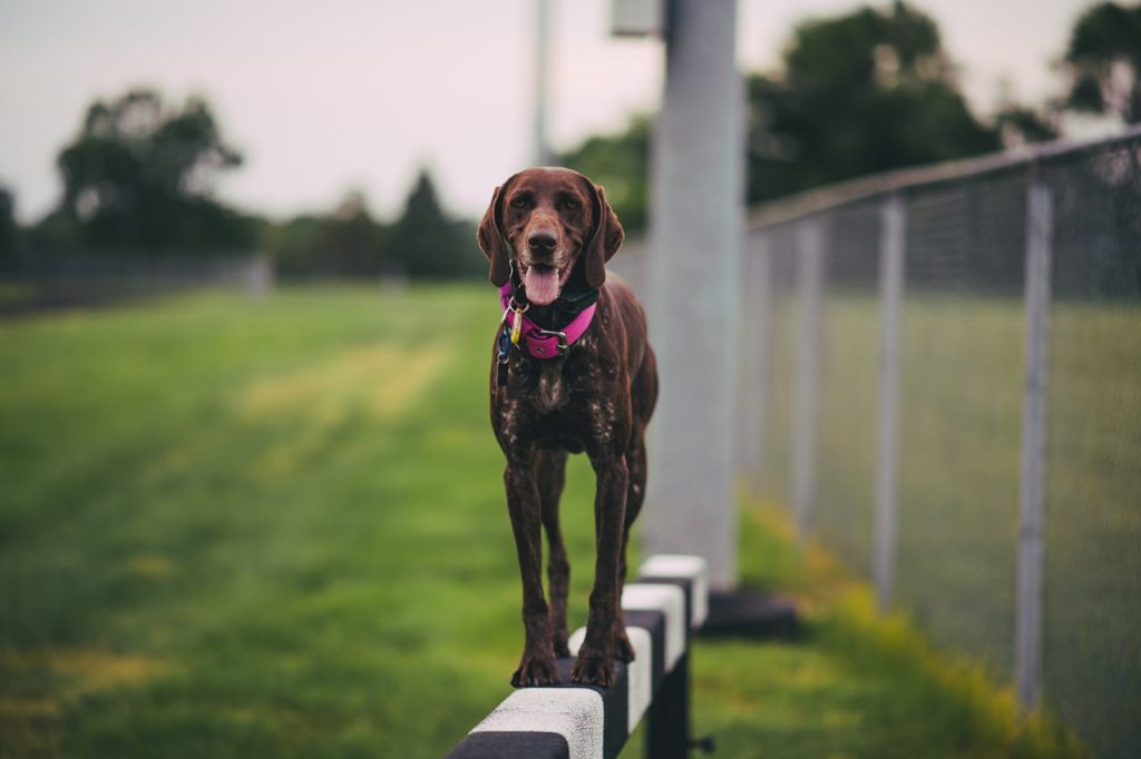 pexels-photo-24769720 A brown dog happily balances on a wooden beam at the park, showcasing agility and joy.