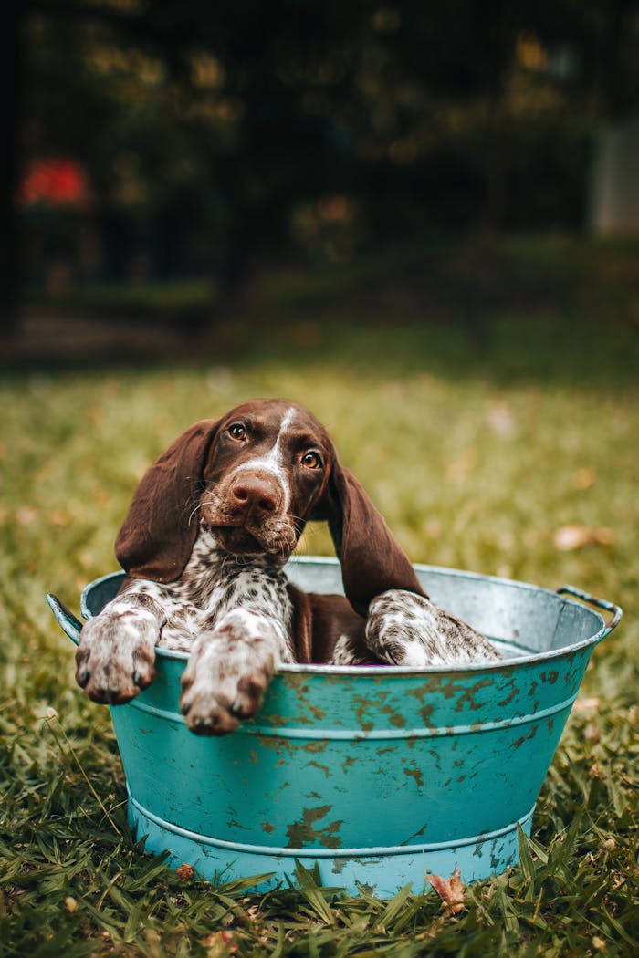 services-02 Charming pointer puppy relaxes in a blue bucket on lush green grass, perfect for pet lovers.