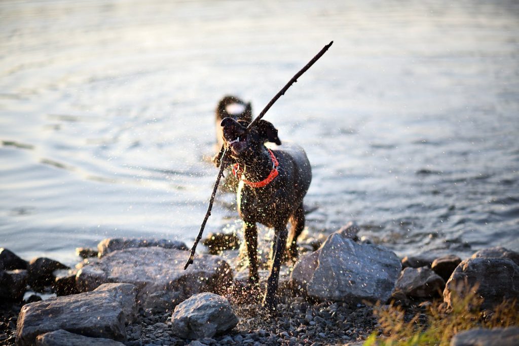 pexels-photo-33267960 A lively German Shorthaired Pointer fetches a stick by a lake on a sunny day, showcasing energy and joy.