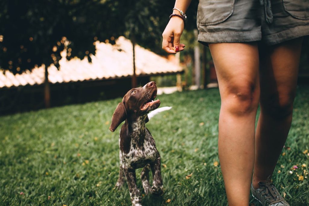 pexels-photo-3705254 A playful puppy following a person while walking on grass outside.