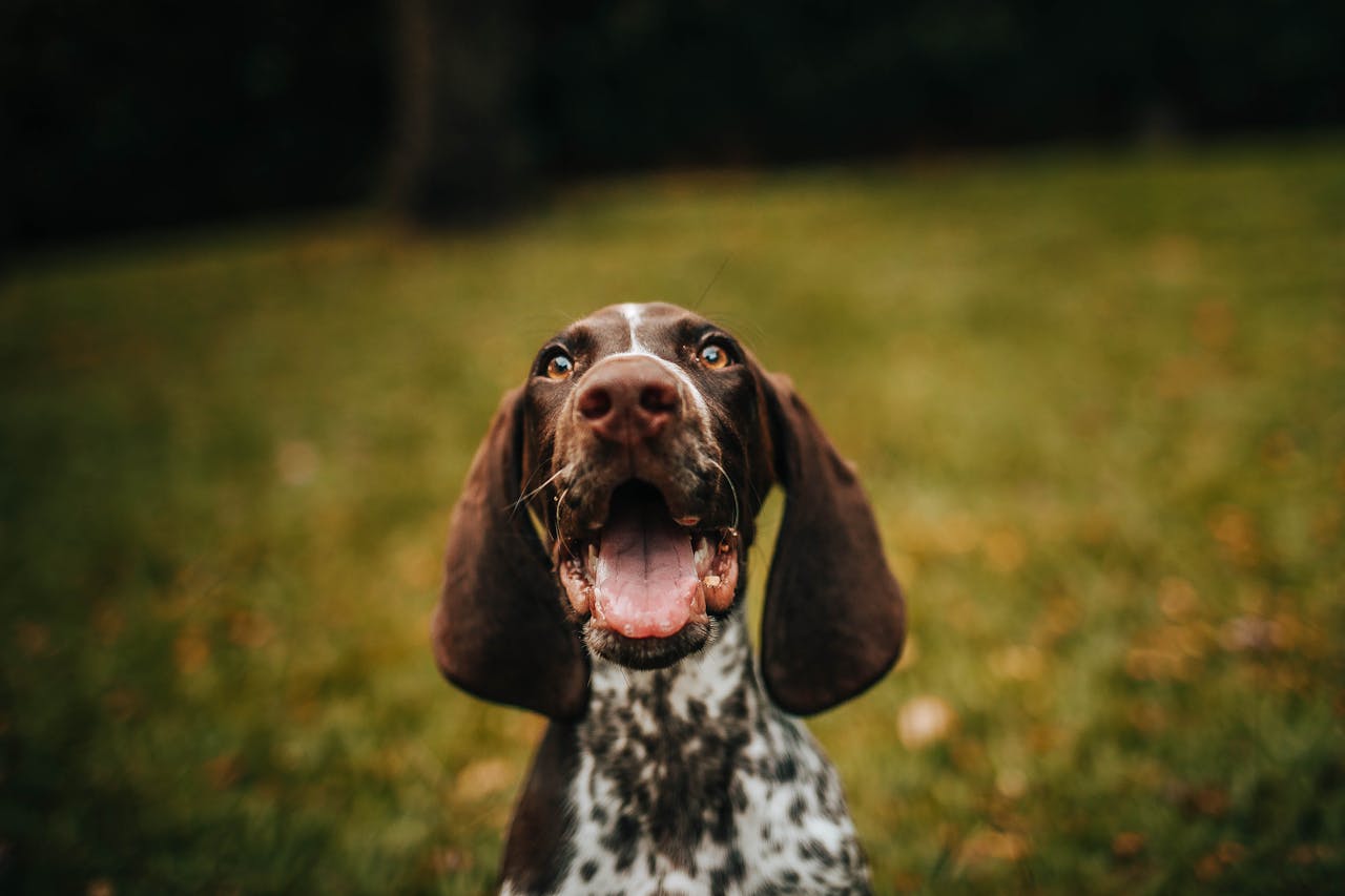 about-03 Close-up portrait of a joyful German Shorthaired Pointer dog with mouth open, set in an outdoor grassy area.