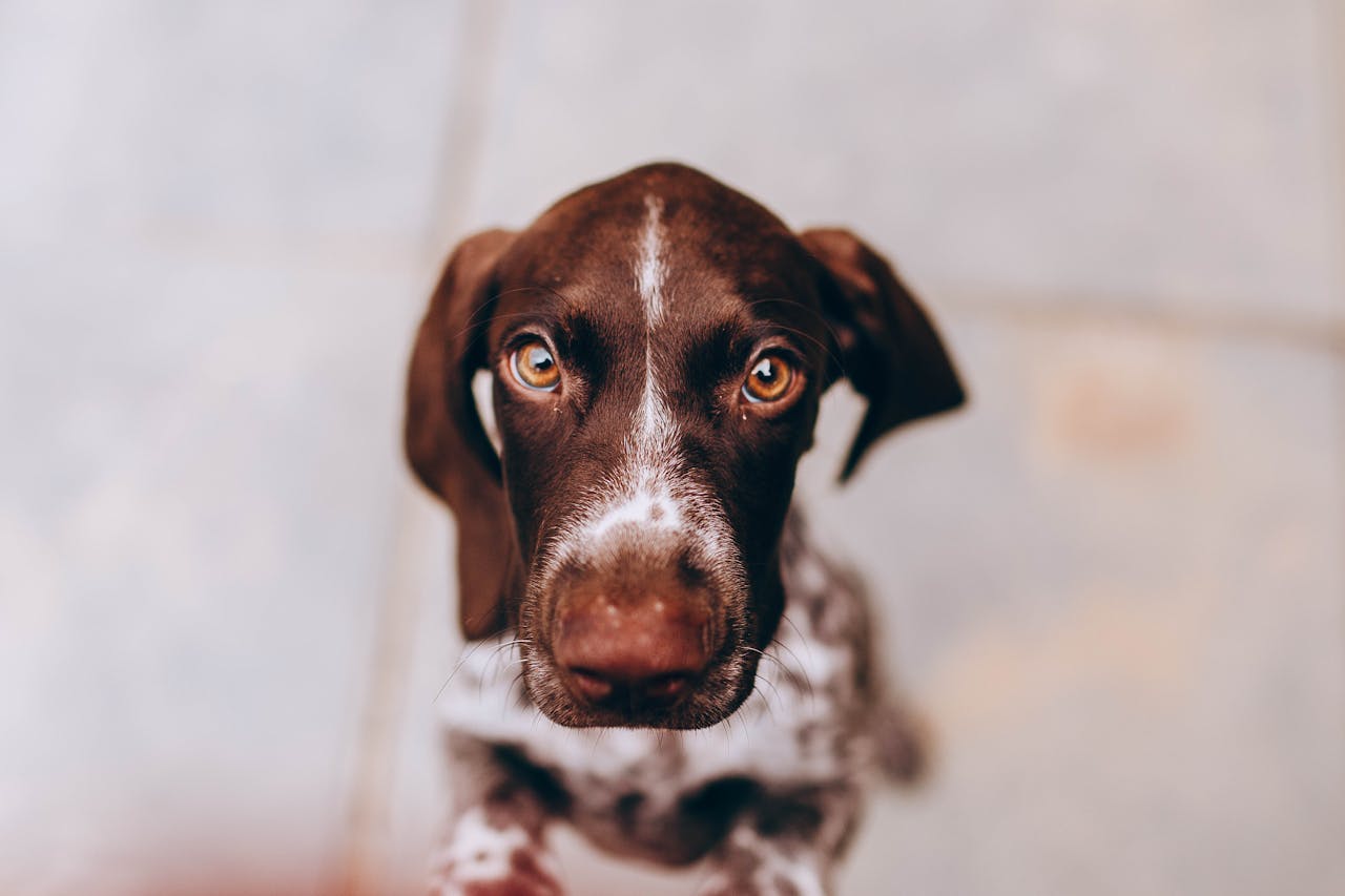 about-02 Charming close-up of a curious puppy looking directly at the camera with expressive eyes.