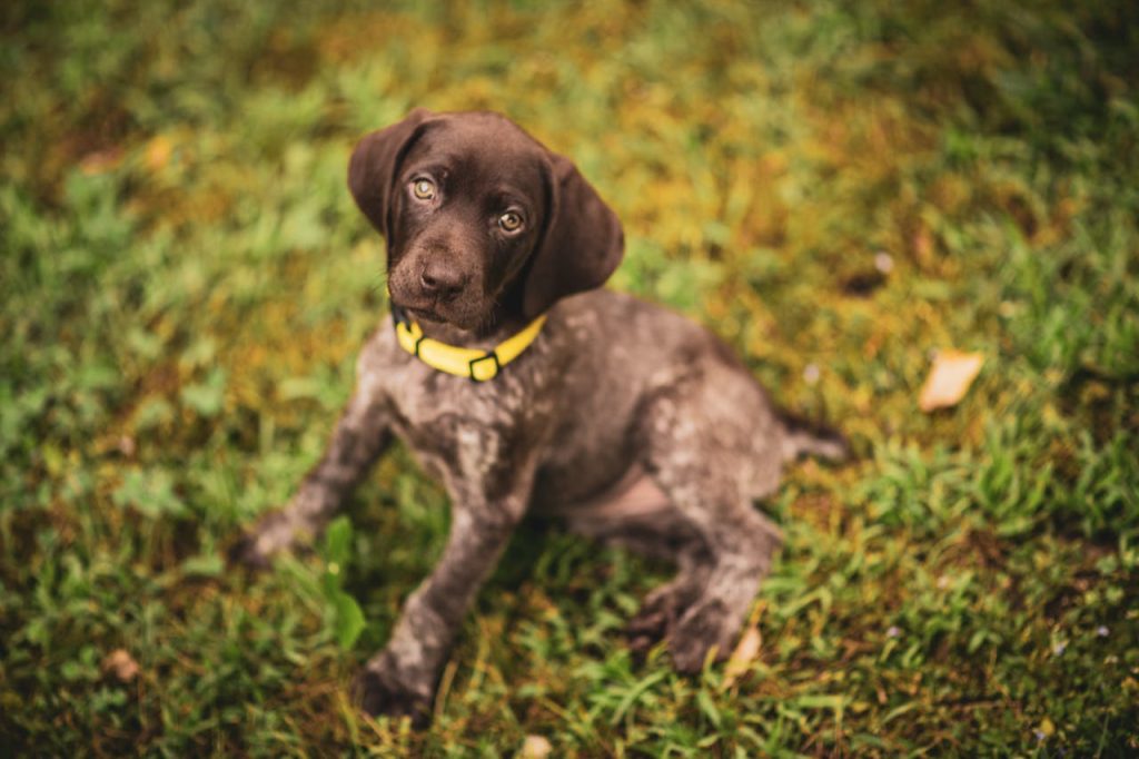 pexels-photo-8169588 Adorable German Shorthaired Pointer puppy with yellow collar on grass.